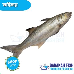 Tailla Fish, Indian Salmon, Ready to cook, sea fish, Fish