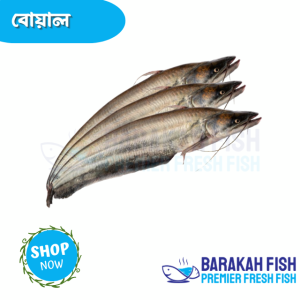 boal fish