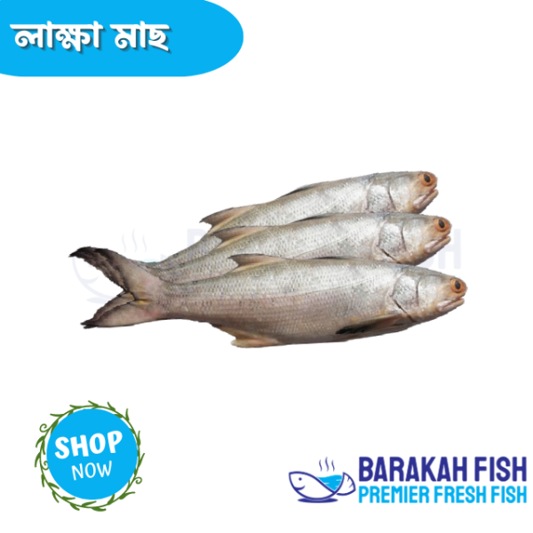 Lakkha fish