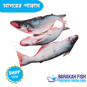 Sea Pangas Fish